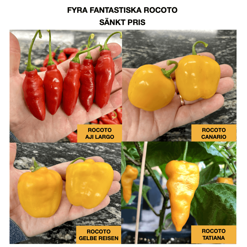 Rocoto-paketet Chilifrön 4 sorter - Alien Chili